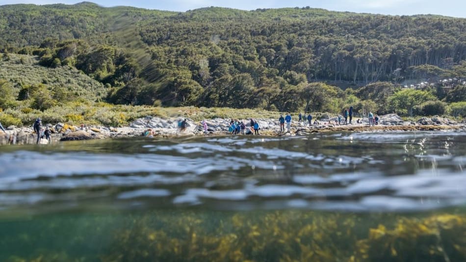 Bosques submarinos en Santa Cruz. Foto: Instagram/ @porelmar_org