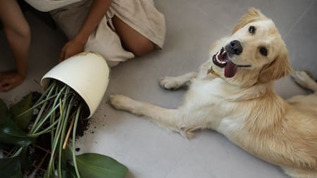 Los perros pueden sufrir ansiedad por separación