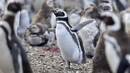 Pingüinos de Magallanes. Foto: Télam.