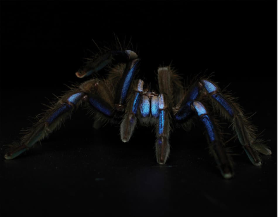 La nueva especie de tarántula hallada en Tailandia. Foto: Zookeys.
