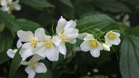 Jazmín. Foto: Unsplash