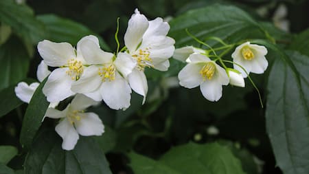 Jazmín. Foto: Unsplash