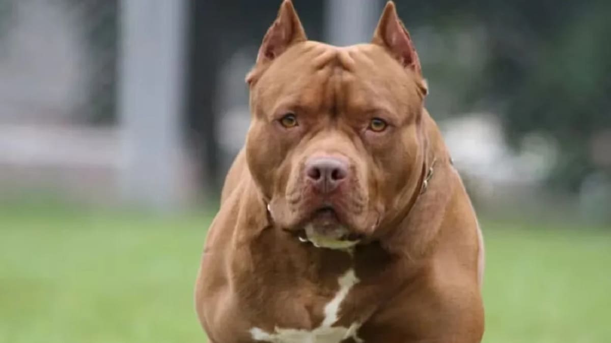 Pitbull, perro. Foto: NA