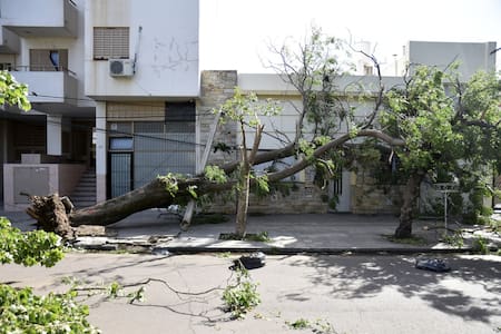 Árbol caído en Bahía Blanca. Télam