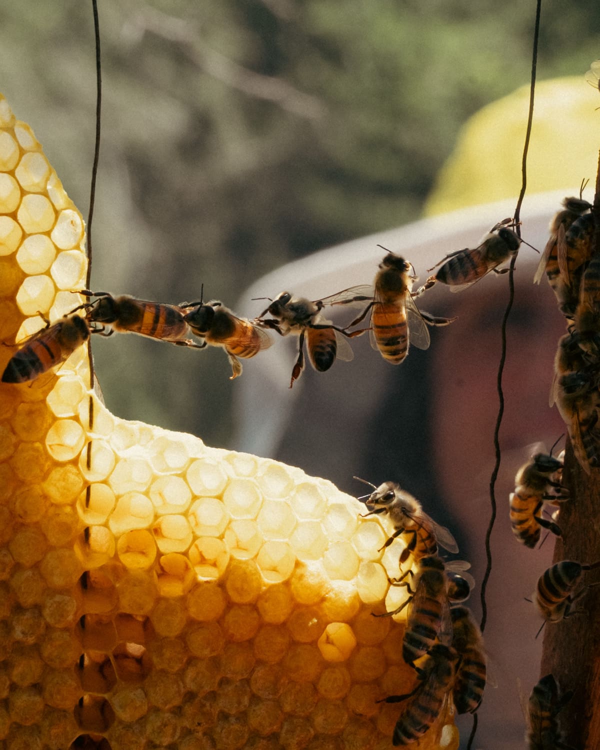 La llegada de las abejas