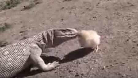 Pollito valiente enfrenta a un lagarto feroz