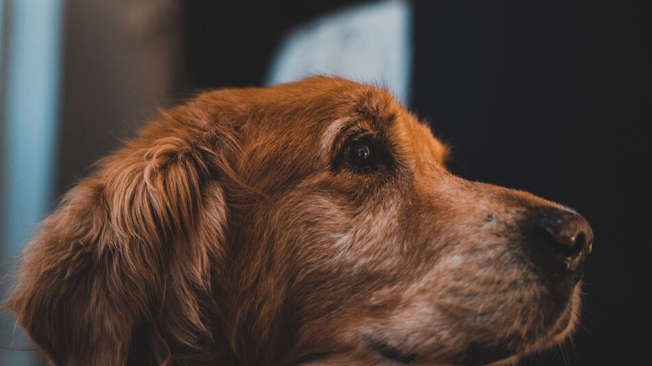 La clave de la longevidad está ligada a su predisposición con el cáncer. Foto: Unsplash