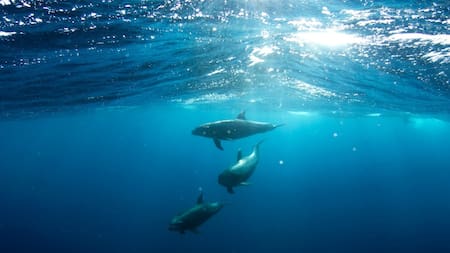 Delfines. Foto: Unsplash.