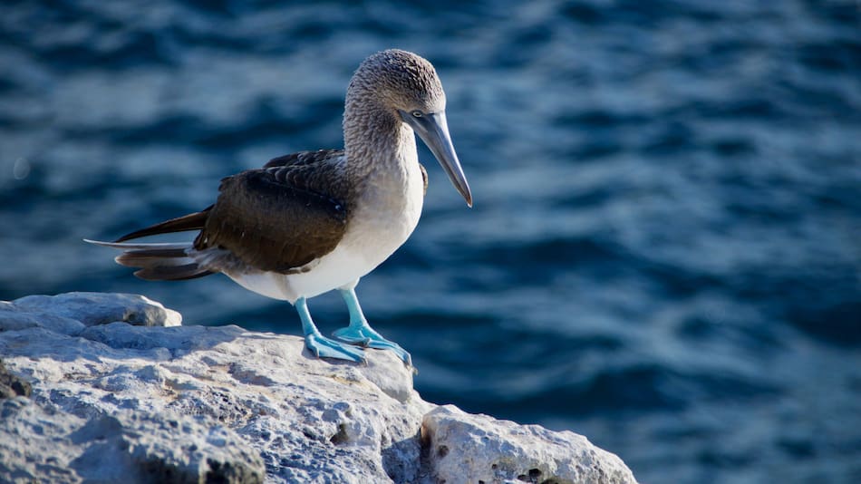 Aves, Islas Galápagos. Foto: Unsplash.