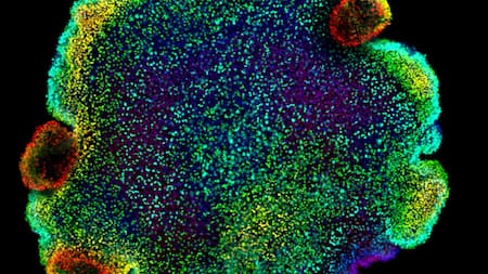 Los placozoos. Foto: EFE