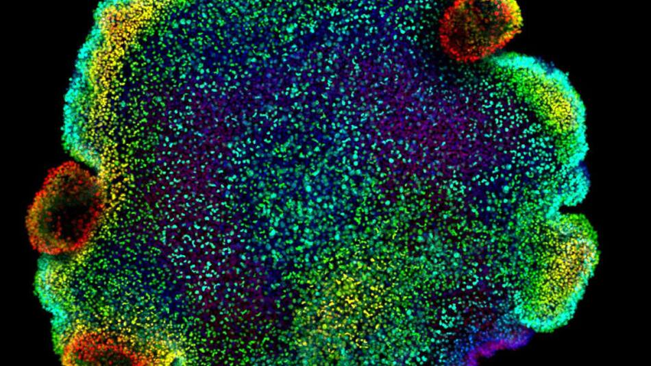 Los placozoos. Foto: EFE