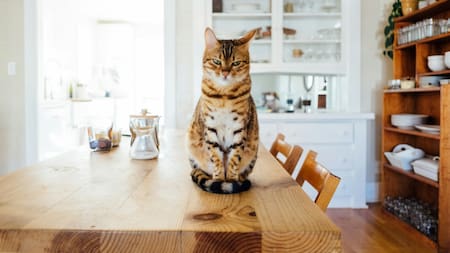 Las señales de que tu gato te quiere. Foto Unsplash