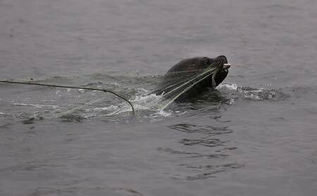 Lobos marinos, animales. Foto: REUTERS