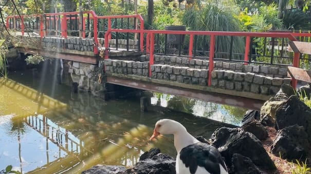 Escapadas “low cost”: el rincón rural de estética japonesa que sorprende por su entorno natural cerca de CABA