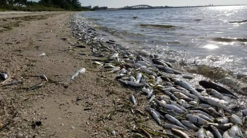 Marea roja que mata animales marinos en Florida