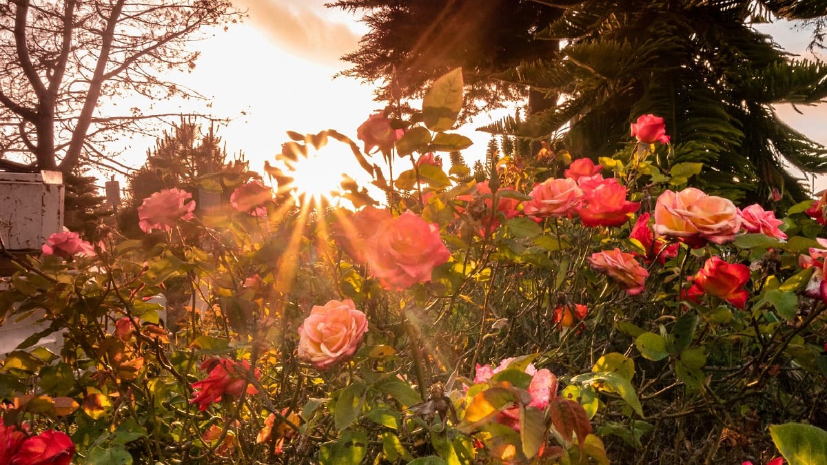 Los rosales llenan de color el jardín de un hogar.