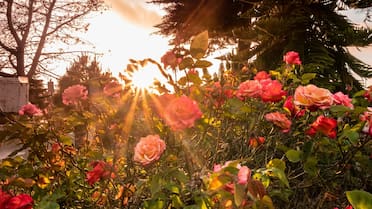 Mantener el jardín colorido: cómo cuidar los rosales para que sigan floreciendo durante todo el verano