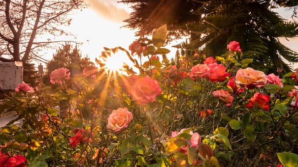 Mantener el jardín colorido: cómo cuidar los rosales para que sigan floreciendo durante todo el verano