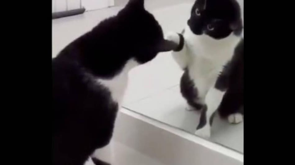 Video viral - gato