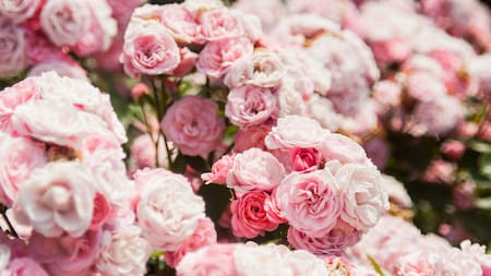 El secreto jamás contado: tener rosas eternas en tu jardín ahora es posible con un sencillo truco