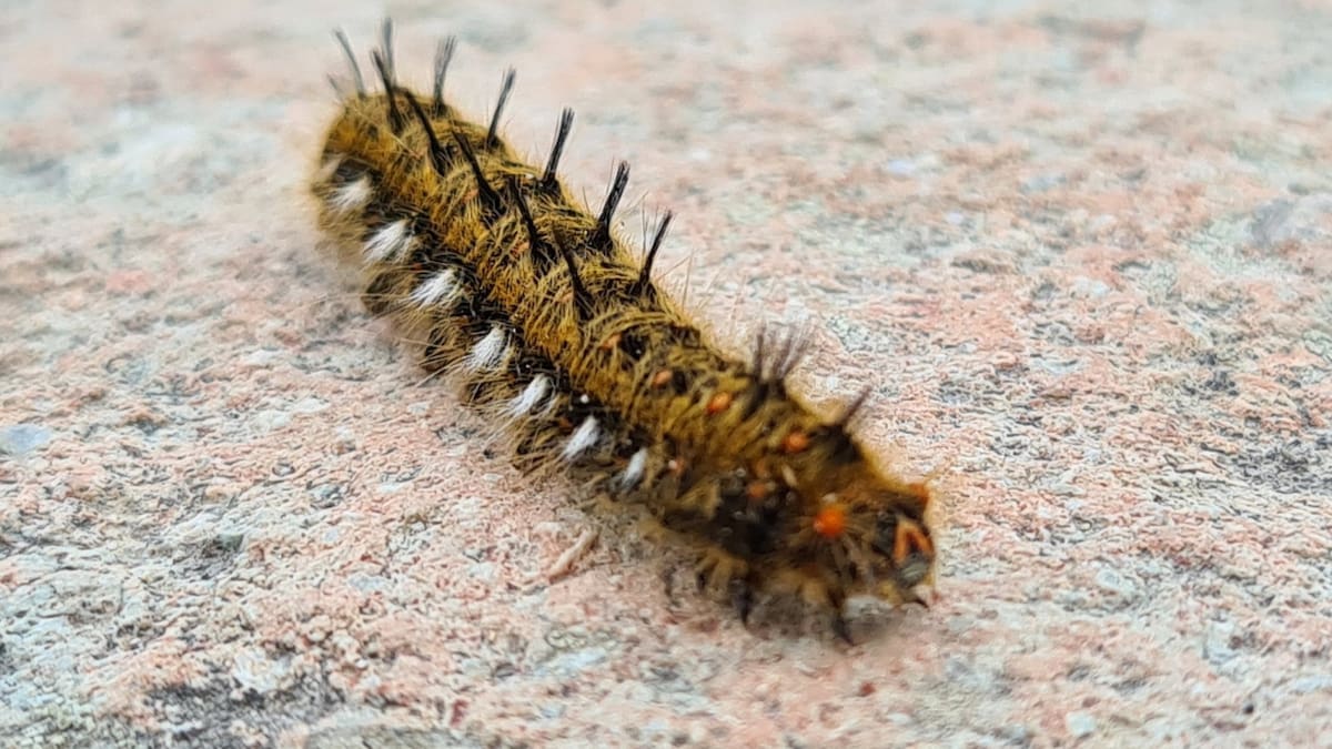 ¿Bueno o malo?: el significado oculto de las gatas peludas