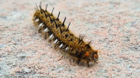 Gata peluda. Foto: X