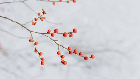 Bayas de goji. Foto: Unsplash