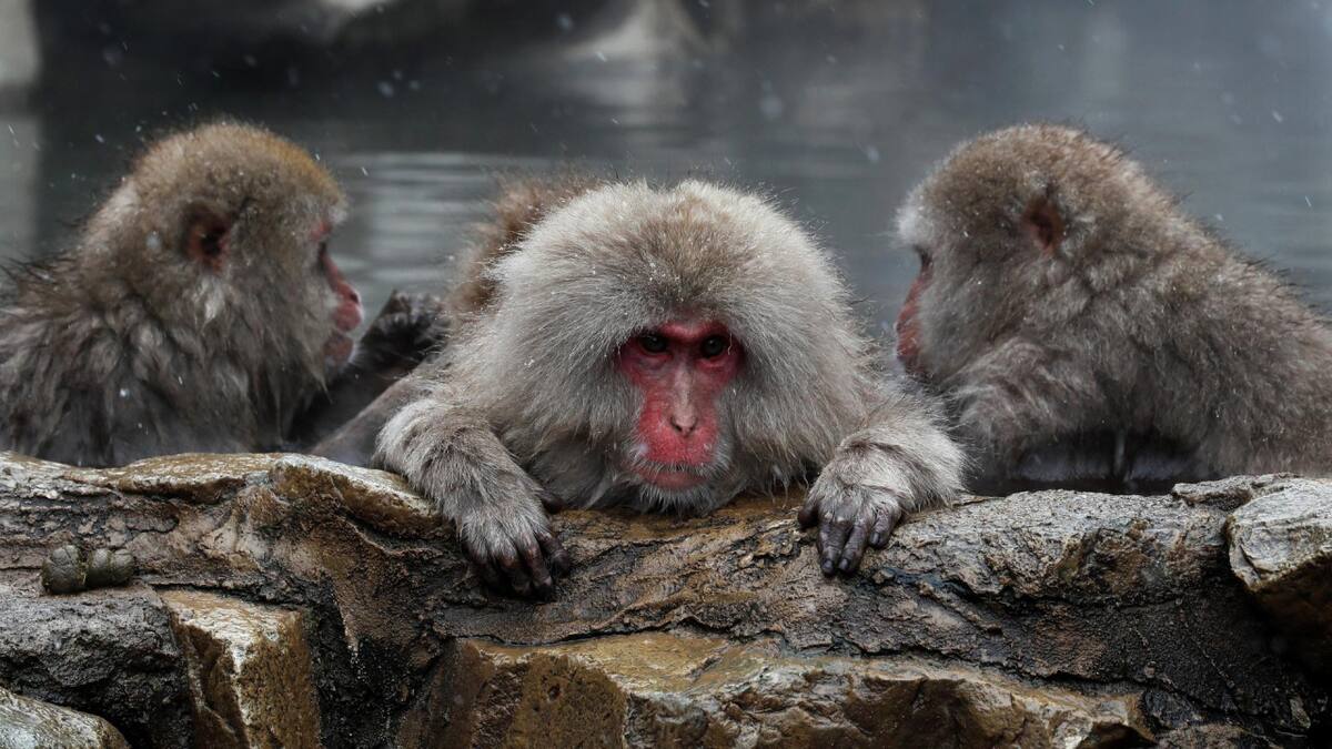 Macacos japoneses. Foto: EFE.
