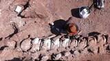 Un fósil cerca de Mar del Plata: encuentran los restos de un gliptodonte que vivió hace más de 10 mil años