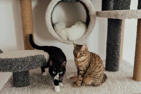 Juego de gatos. Fuente: Pexels.