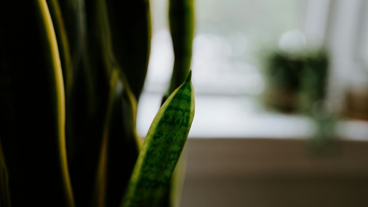 Lengua de suegra. Foto: Unsplash
