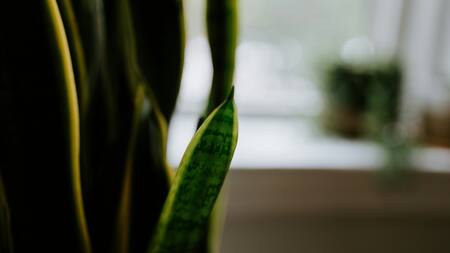 Lengua de suegra. Foto: Unsplash