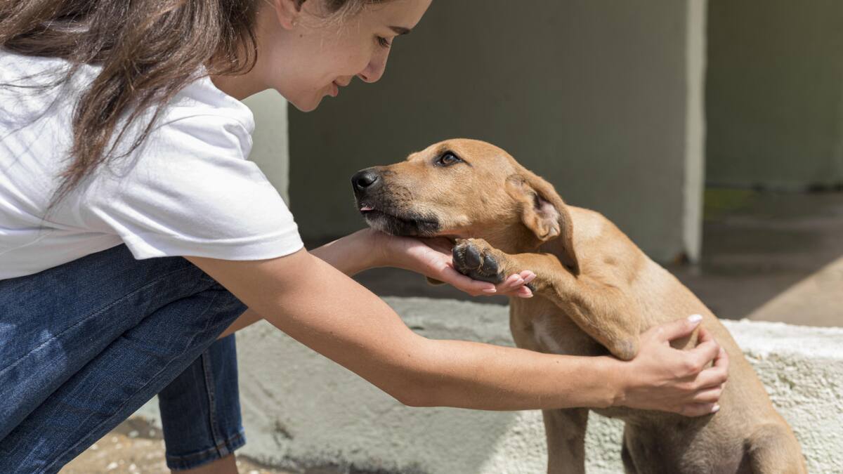Hidratación, sombra y más: las claves para cuidar a tu mascota del calor extremo. Foto: Unsplash.