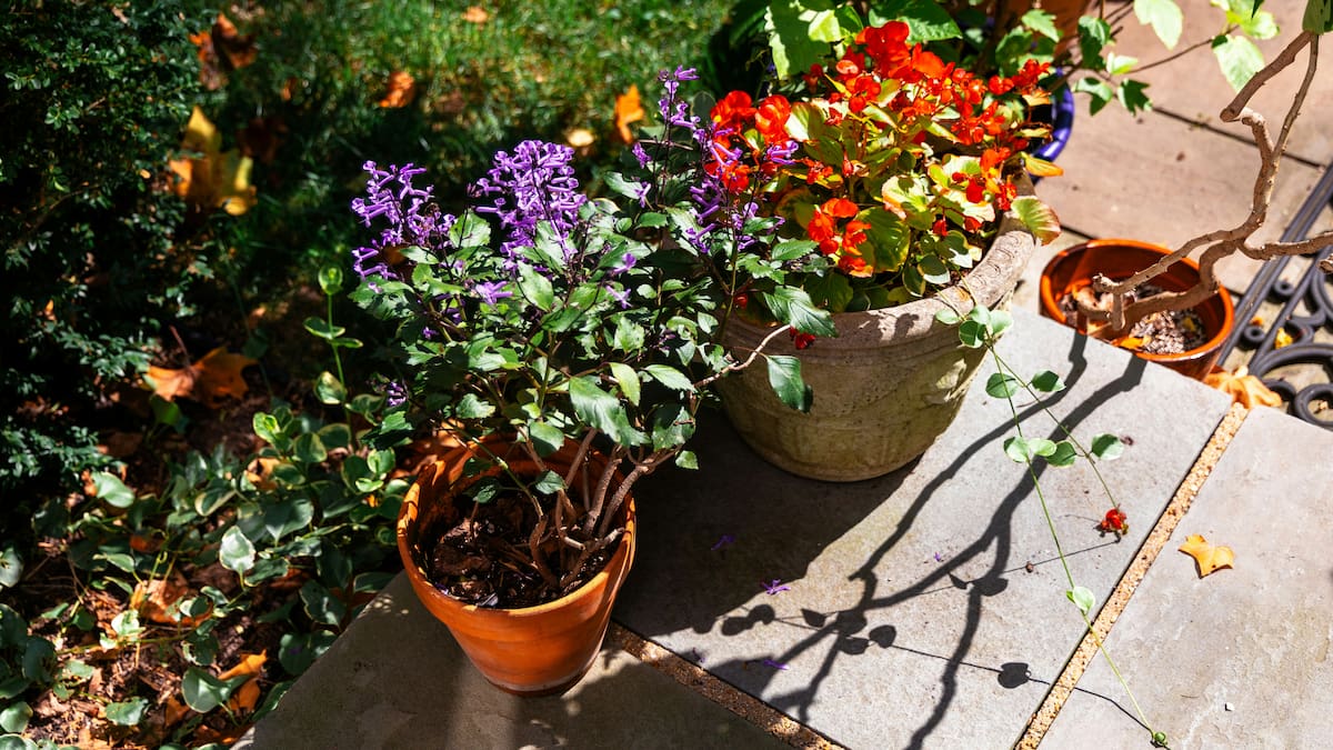 Consejos útiles para cuidar el jardín.