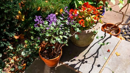 Consejos útiles para cuidar el jardín.