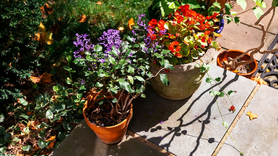 Consejos útiles para cuidar el jardín.
