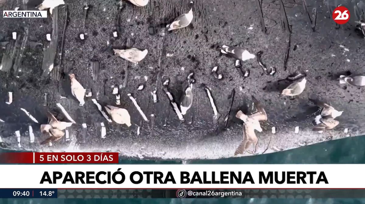 Ballenas muertas en Puerto Madryn.