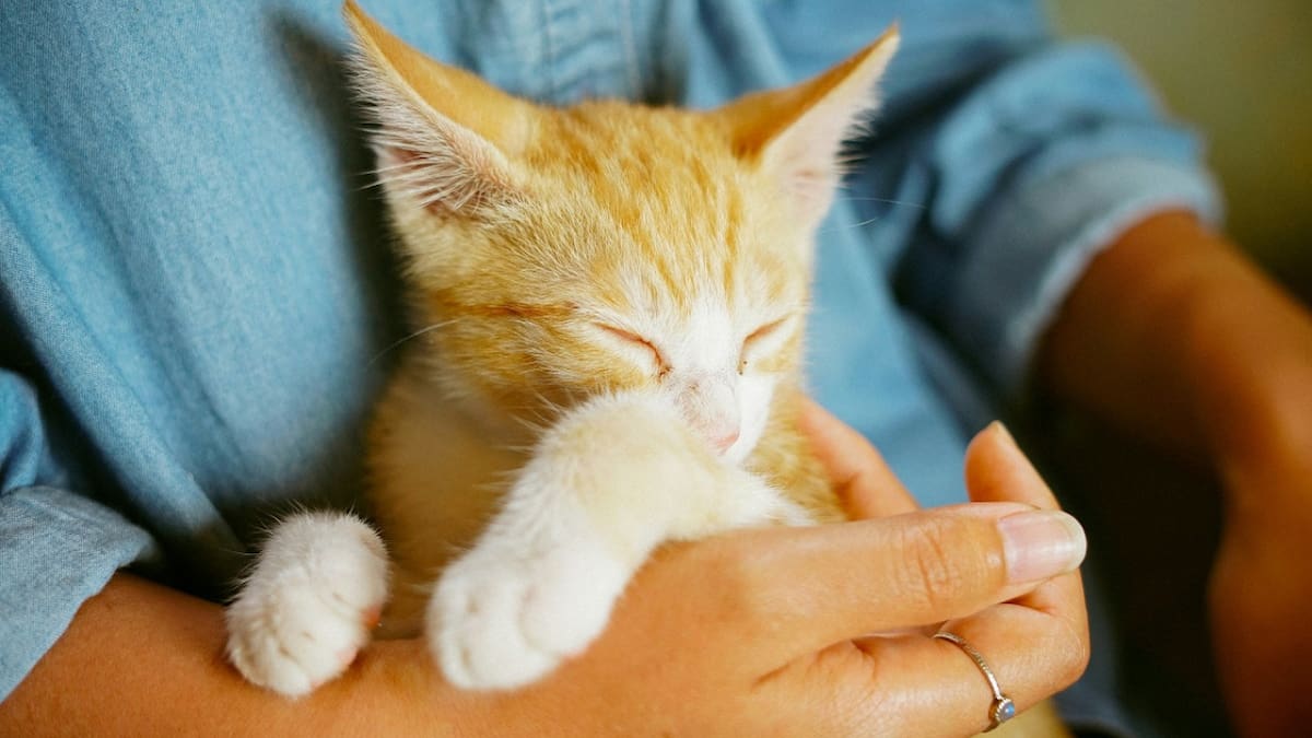 Gatos; felinos; mascotas. Foto: Unsplash.