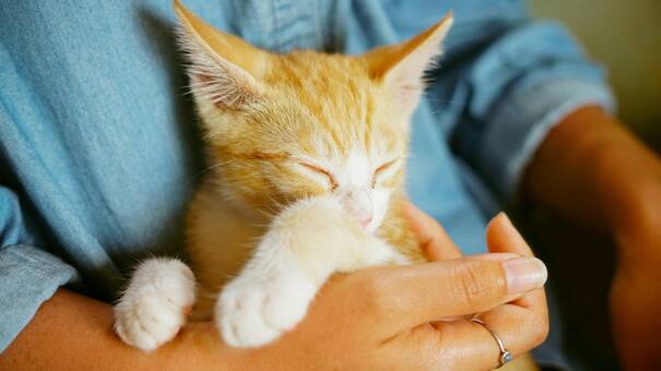 Comportamiento felino: el motivo detrás de que tu gato te siga a todos lados