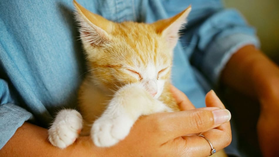 Gatos; felinos; mascotas. Foto: Unsplash.