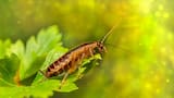 Atrae cucarachas: la planta que deberías sacar de tu casa si querés ahuyentar a este desagradable insecto