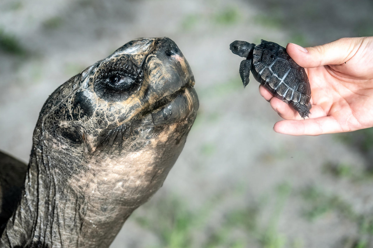 La tortuga "Goliat" y su cría. Foto: EFE/Ron Magill.
