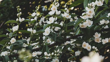 Los mejores consejos para que una planta de jazmines florezca en abundancia y perfume todo el jardín