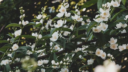 Los mejores consejos para que una planta de jazmines florezca en abundancia y perfume todo el jardín