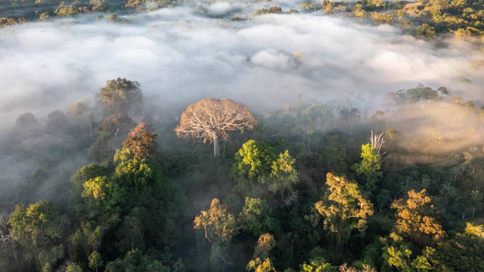 Qué pasa si desaparece la mitad de la Amazonía. Foto EFE.
