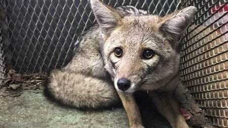 Zorro rescatado a metros de la Casa Rosada. Foto: NA.