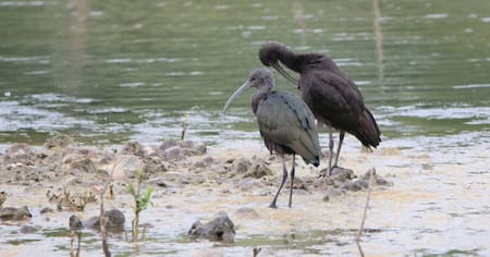 Ibis eremita; ave. Foto: Unsplash