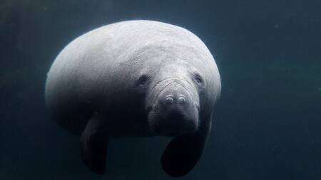 Manatíes en Francia. Foto: Reuters.