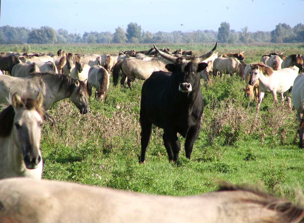 Ganado Heck en la reserva natural Oostvaardersplassen.