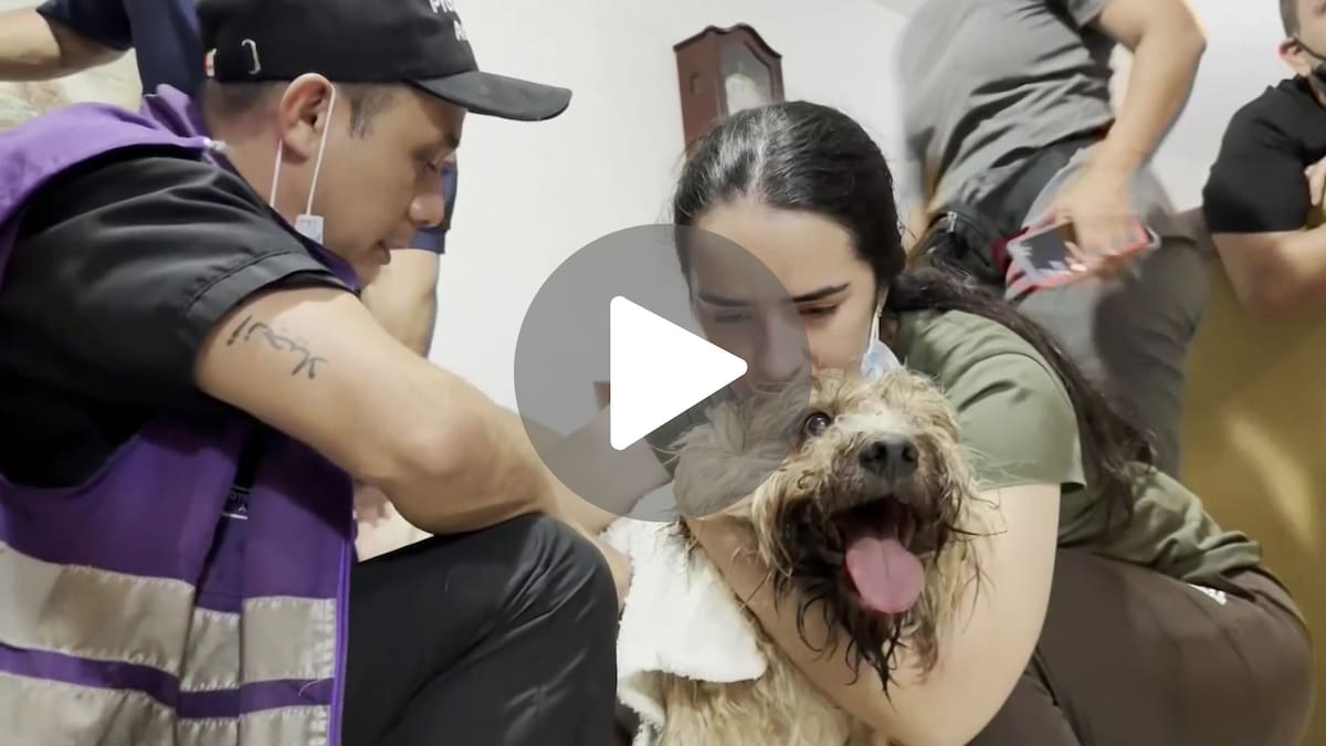 El rescate del perro Antonio en Colombia tras el terremoto.